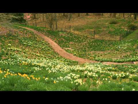 Second Bloom | Brian Stiroh