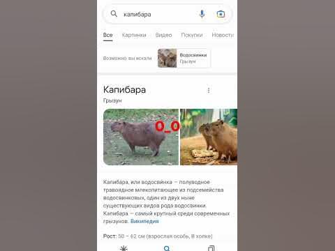 КАПИБАРУ МОЖНО КУПИТЬ??? *куплю реальную капибару если мы наберем 200 ...