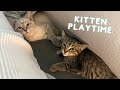 Kitten playtime