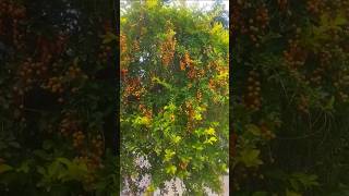 chikiri chikiri 🥰❤️🥰 #trending #viral #shorts #song