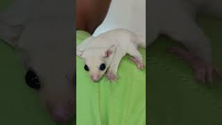 Chester, SugarGlider sedang Penekkan #tanpa_tapi #indonesia #yogyakarta #top #fyp #sugarglider