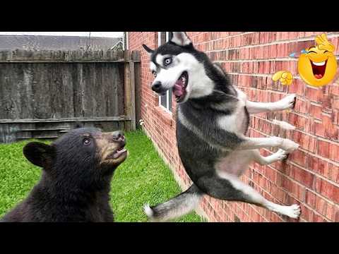 You’ll Die Laughing Watching These Dogs 😂🐶 The Funniest Dog Moments Compilation