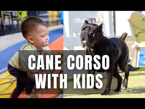 Are Cane Corsos