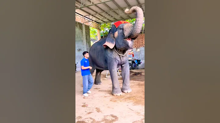 Funny lovely elephant dancing 🐘🥰 #elephant #funny #dance #animals