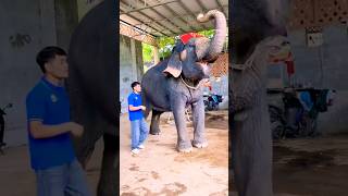 Funny Lovely Elephant Dancing