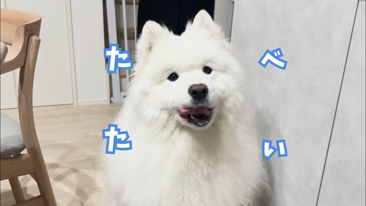サモエドパパ サモエドがパパと男2人暮らしになった日 - YouTube