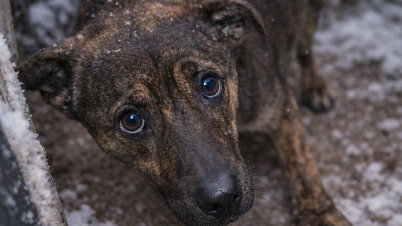 Pies leżał na mrozie 2 tygodnie ze złamaniami. Został porzucony, nie rozumiał, co zrobił źle