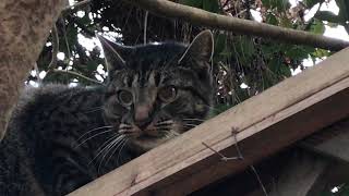 Cat On The Fence