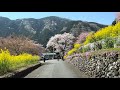  driving japan  i will go to a beautiful rural town in tokyo 2023apr01 sat 638 am 