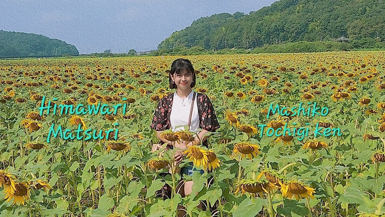 Sunflower Festival |Himawari Matsuri |Flower Picking |Mashiko |vlog39