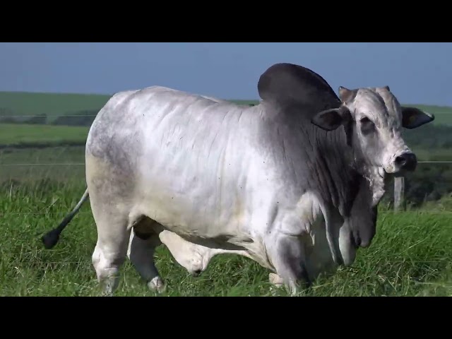Lote 57   Leilão Terra Boa