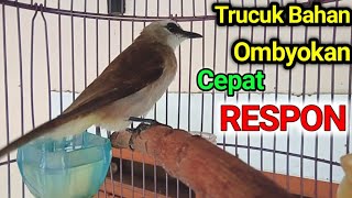 Download Lagu PUNYA TRUCUK BAHAN PENGIN CEPAT BUNYI..? PAKAI INI SAJA Pancingan trucukan BAHAN trucuk ombyokan MP3 Download Lagu PUNYA TRUCUK BAHAN PENGIN CEPAT BUNYI..? PAKAI INI SAJA Pancingan trucukan BAHAN trucuk ombyokan MP3