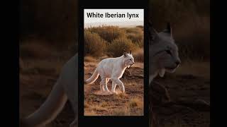 White Iberian lynx #iberian #Iberianlynx #rare #rareanimal #spain
