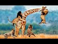 Lion VS Giraffe | Unbelievable. Lion Received A Tragic Outcome When Attacking A Giraffe