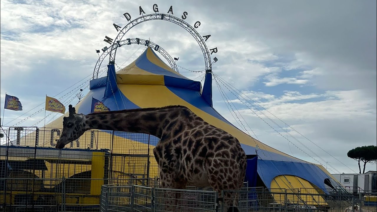 ESTERNI - INTERNI - ZOO! Circo Maya Orfei Madagascar. / Circhi_in_Italia e Lucio Odore