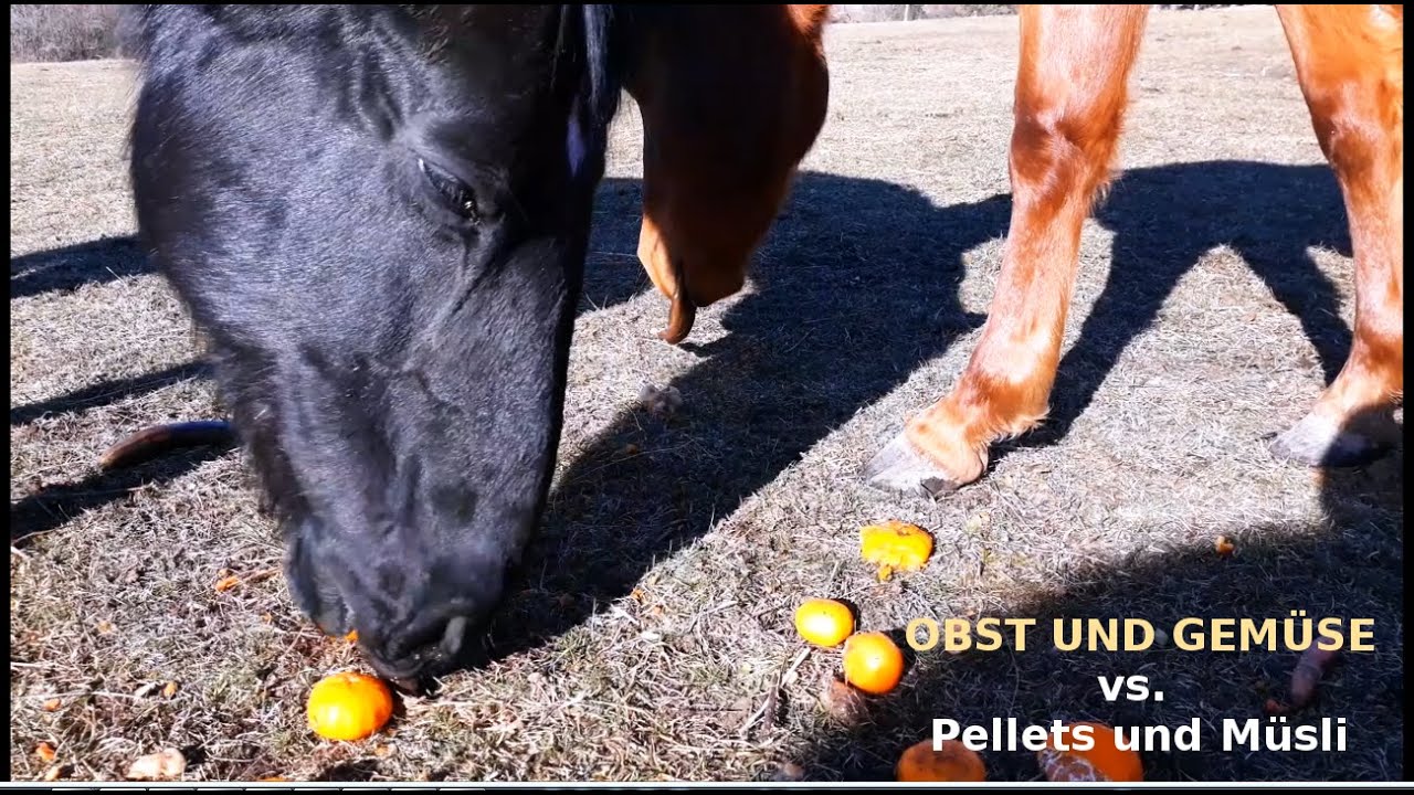 Richtige Minerale und Vitamine fürs Pferd - Obst und Gemüse vs. Pellets und Müsli