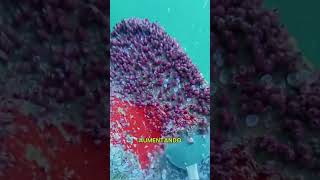 Nunca Intentes Lamer El Fondo De Un Barco