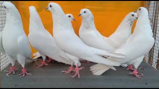 Pure Wehshi Kabootaron Ka Shok Karen