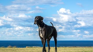 Great Dane vs  Boxer A Playful Matchup by Great Dane USA 52 views 2 weeks ago 4 minutes, 29 seconds