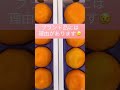 蒲郡ハウスみかん。定番の愛知県温室栽培、8月まで続く#shorts