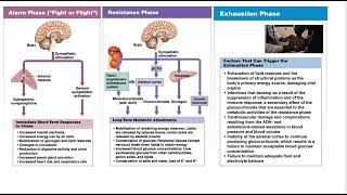 A&P 2 Chapter 16   Section 2   Endocrine