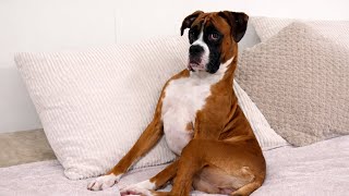 Boxer Dog are the FUNNIEST DOGS Around the World