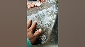 Cụ Rùa Đinh nặng 30kg #Shorts