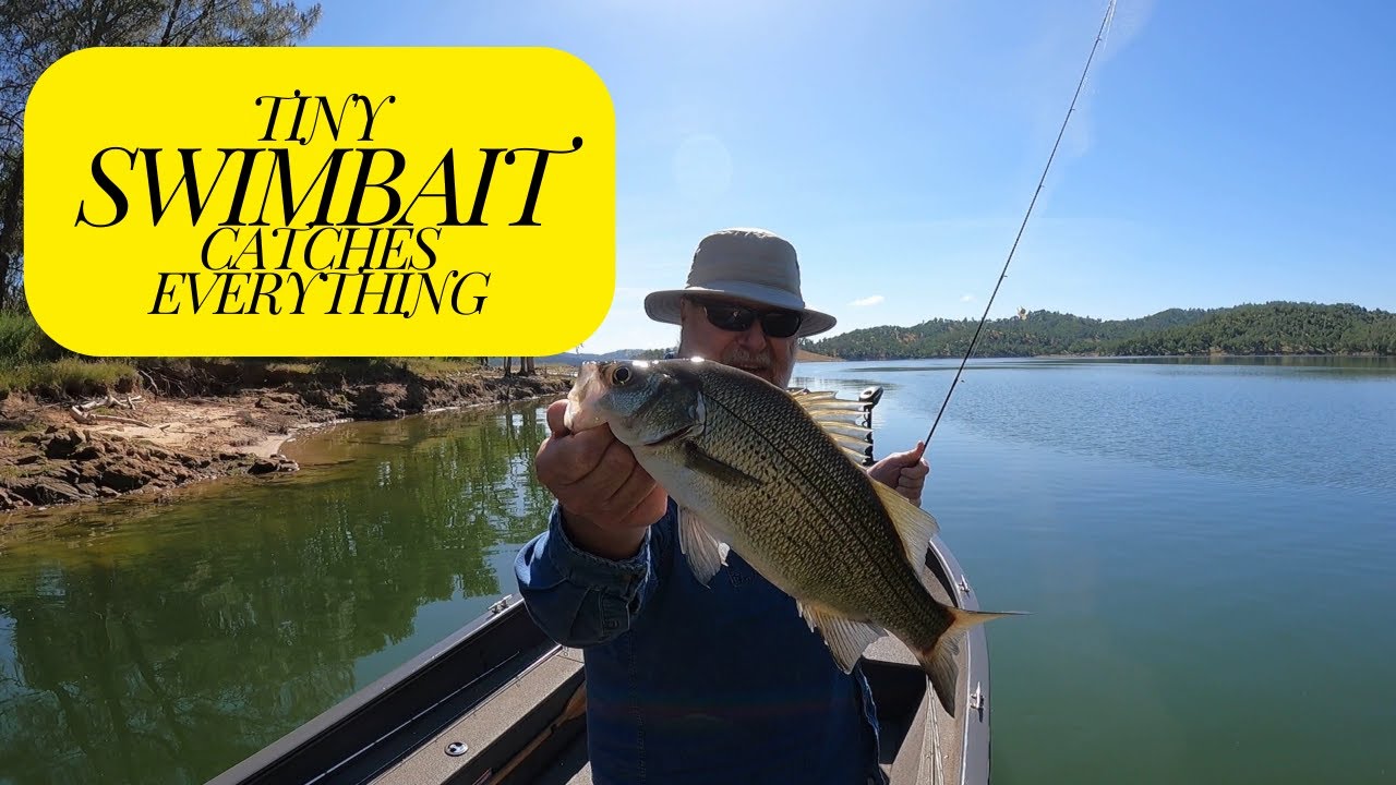Tiny SWIMBAIT catches about EVERYTHING ~ Lake Nacimiento