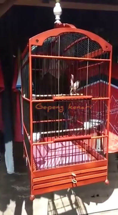 AK47 Cigun Gacor Full Ngebren #ciblek #ciblekgunungngebren #ak47