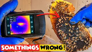 Saving a Struggling Beehive From Under a Shed