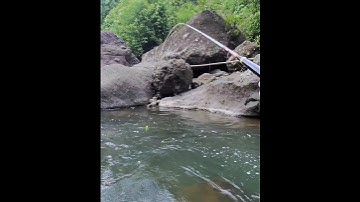 Hari ini pesta pora!! Mancing wader arus deras tarikannya mantap-mantap #mancingwader #joranlentur