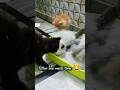 Litter Box Masti 😂#billu #cat#comedy #funny #ytshorts #kitten#pets#petlover #viral #trending #short