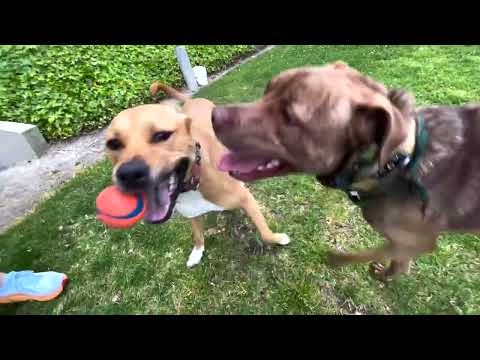 Chuckit! Ultra Ball Dog Toy Review
