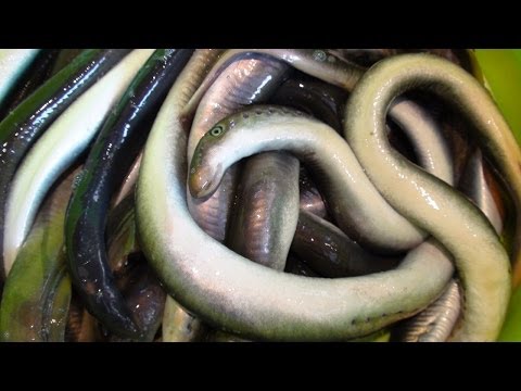 Готовим Миногу, Минога