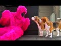Dogs vs funny pink monkey prank  funny dogs louie and marie