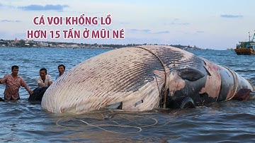 Cá voi khổng lồ hơn 15 tấn lụy vào biển Mũi Né