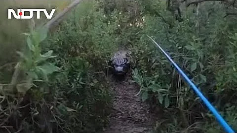 Watch: Giant Alligator Chases Florida Man During Tarpon Fishing