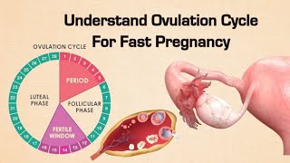 Understand Ovulation Cycle For Fast Pregnancy | Process Of Ovulation | How To Get Pregnant Fast?