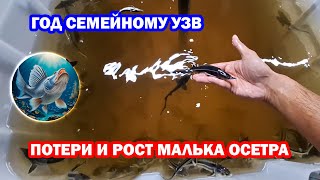 видео: Год семейному осетровому УЗВ. Потери и рост малька осетра (стерлядь, русский, русско-ленский). картинка: Год семейному осетровому УЗВ. Потери и рост малька осетра (стерлядь, русский, русско-ленский).