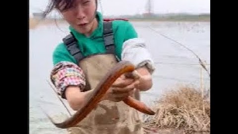 Sebuah tambak udang diminta untuk menangkap belut raksasa, apakah anda mau ikut menangkap belut bersama saya?