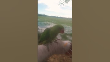 😭😭😢😢অনেক বড় স্বপ্ন  #عبدالرحمن_مسعد_تلاوة_جديدة #sad #birds #المصحف #flutesong #عبدالرحمن_مسعد