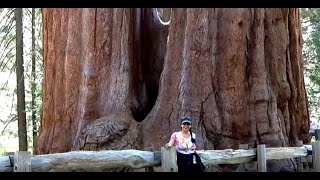 The World's Largest Trees - SEQUOIA TREES  /  KID SCIENCE