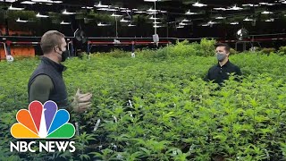 Inside Oklahoma’s Booming Marijuana Industry