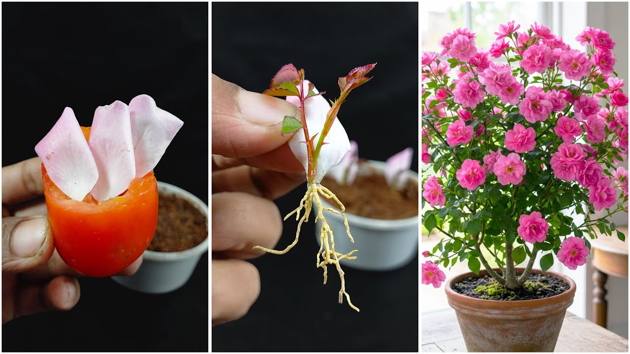 Amazing way to grow rose plant from rose petals | Home gardening hack