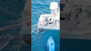 Big Game Fishing Tuna Monster Menampakan Diri Ke Permukaan Laut