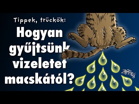 Hogyan gyűjtsünk vizeletet macskától?