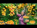 Lots of Harvested Large Apricots! Making Delicious Apricot Jam in the Village!