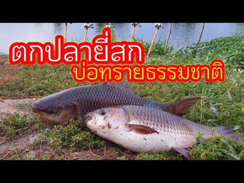 ตกปลายี่สก บ่อทรายธรรมชาติ