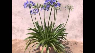 Agapanthus praecox Blue Lily 3D plant growth animation