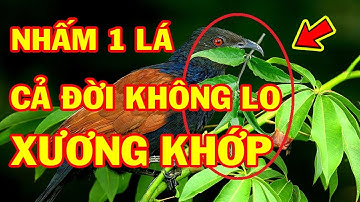 Hé Lộ Cây Thuốc LÀNH XƯƠNG Mà Chim Bìm Bịp Mang Về Đắp Cho Chim Non Khỏi Sau 3 Ngày